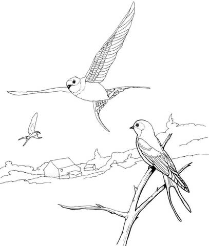 Barn Swallows Coloring Page